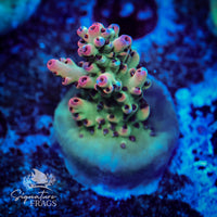 Frag 5