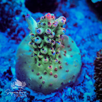 Frag 6