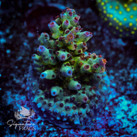 Frag 8