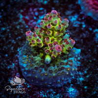 Frag 7