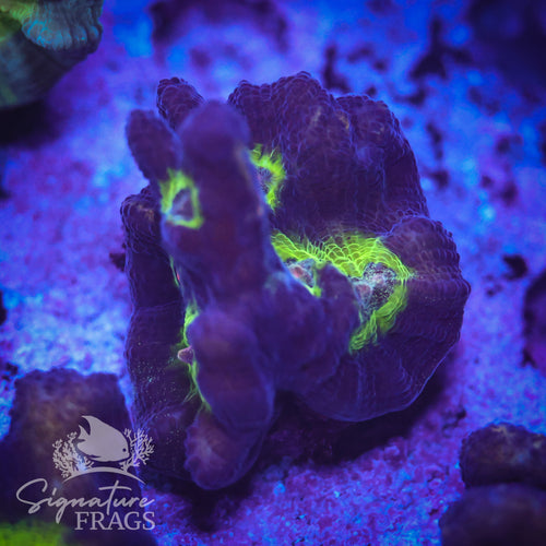 Purple Rainbow Pectinia