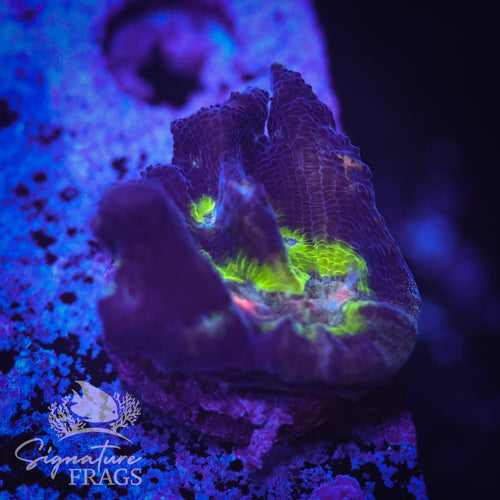 Purple Rainbow Pectinia Coral, variant 2