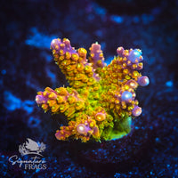 Frag 1