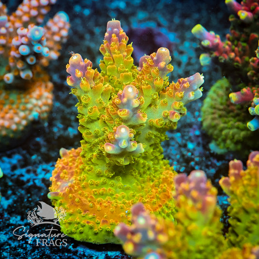 Purple Tips Acropora WYSIWYG frag 1
