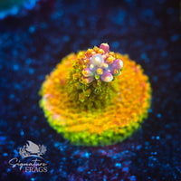 Frag 12