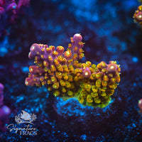 Frag 4