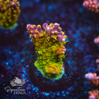 Frag 5