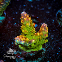 Frag 5