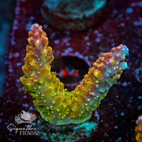 Frag 6