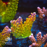 Frag 7