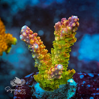 Frag 7