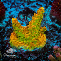 Frag 8