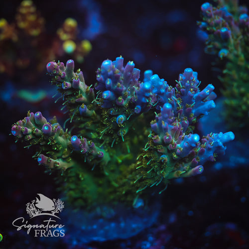 Rainbow Cytheria WYSIWYG Frag 1