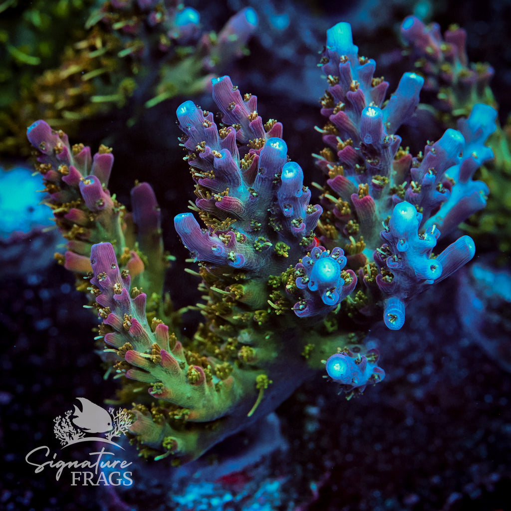 Rainbow Cytheria Acropora WYSIWYG frag 1