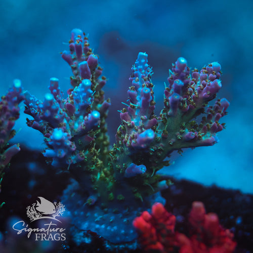 Rainbow Cytheria WYSIWYG Frag 2