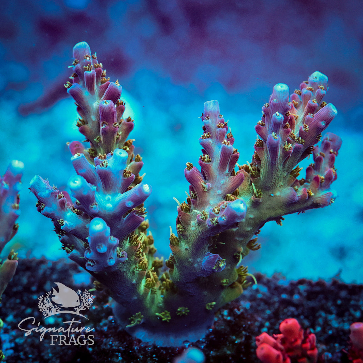 Rainbow Cytheria