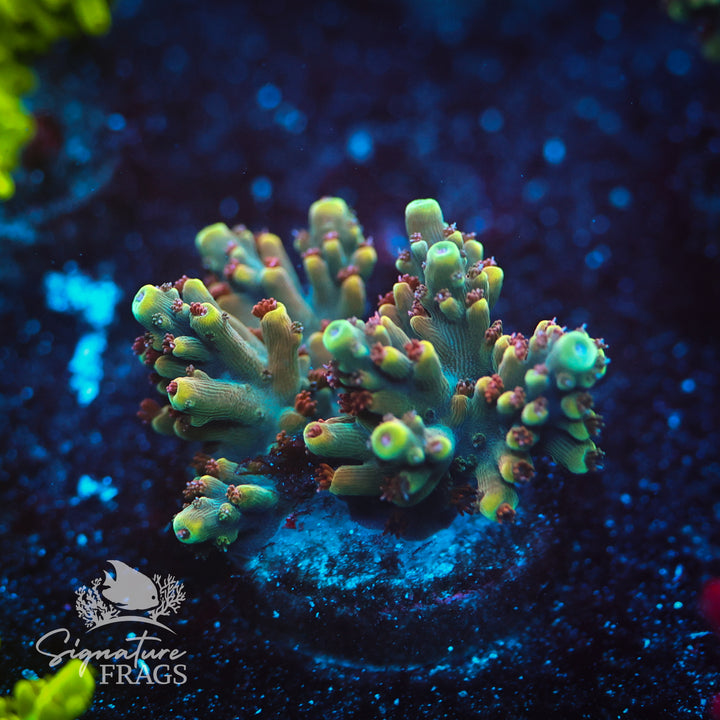 Rainbow Divaricata