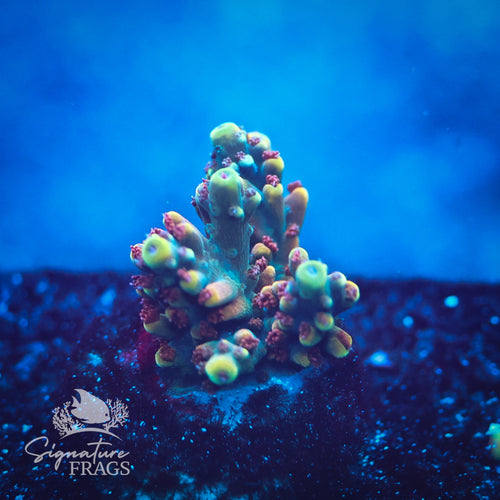 Rainbow Divaricata WYSIWYG Frag 2