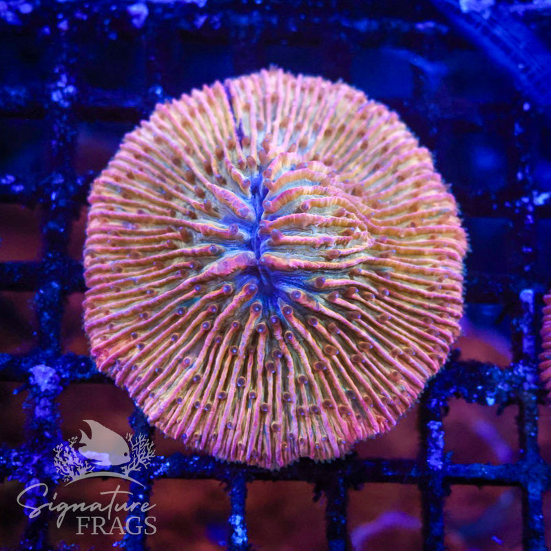 Rainbow Fungia/Cycloceris