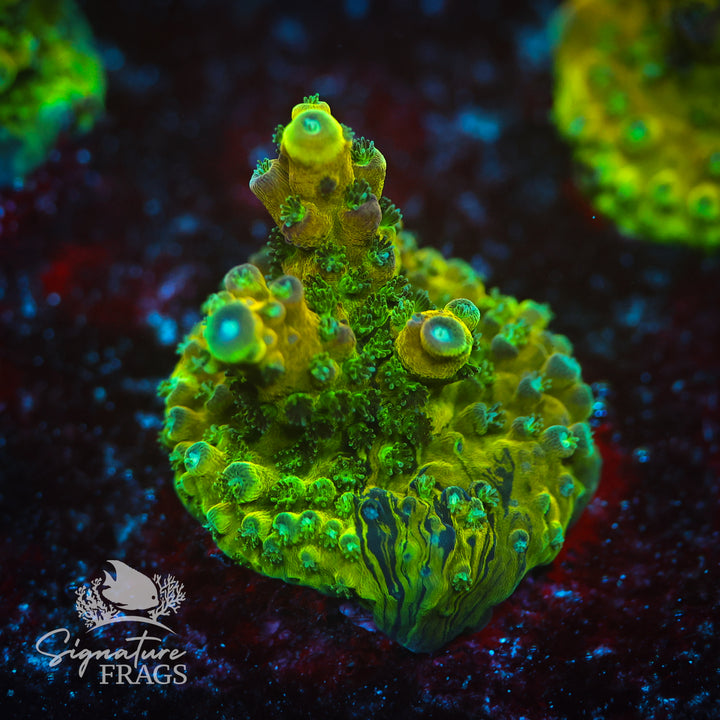 Rainbow Humilis
