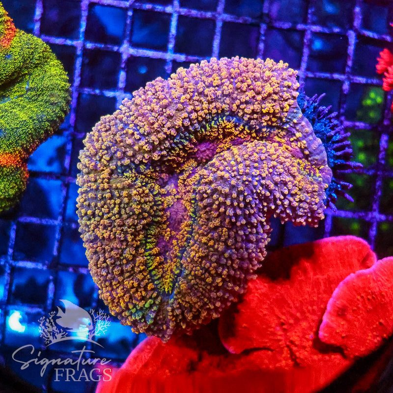Rainbow Lobophyllia