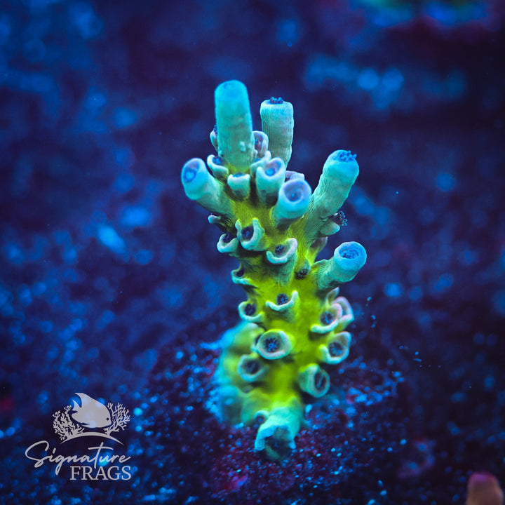 Rainbow Tenuis 46
