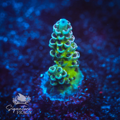Rainbow Tenuis 46 WYSIWYG Frag 2