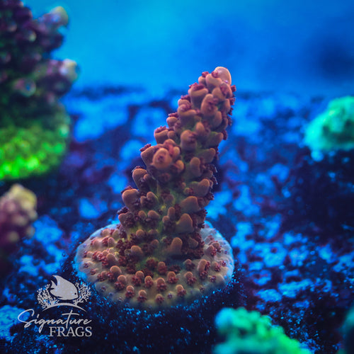 Raptor WYSIWYG Frag 1