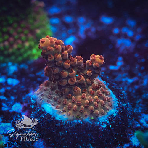 Raptor WYSIWYG Frag 2