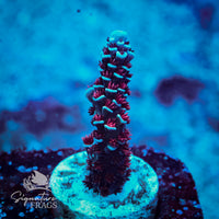 Frag 3