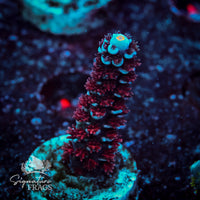 Frag 4