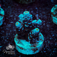 Frag 5