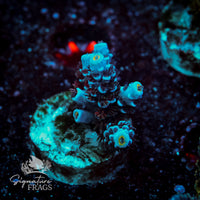 Frag 8