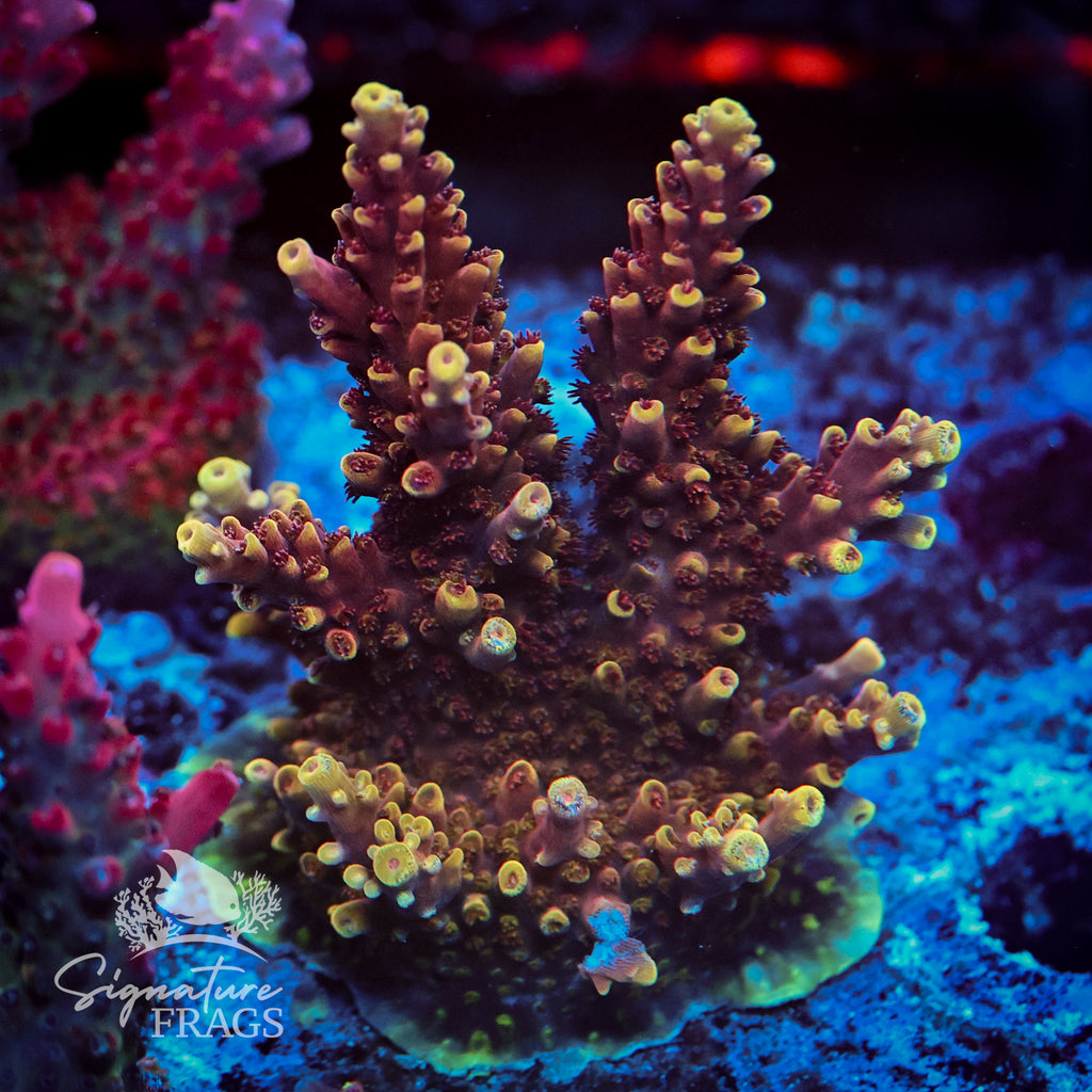 Red Caddy Acropora WYSIWYG frag 1