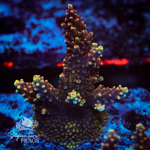 Red Caddy Acropora WYSIWYG frag 2
