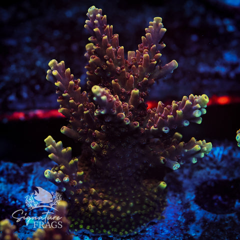 Red Caddy Acropora WYSIWYG frag 3