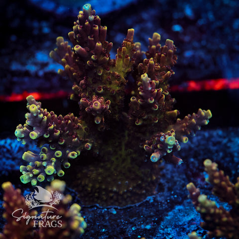 Red Caddy Acropora WYSIWYG frag 4