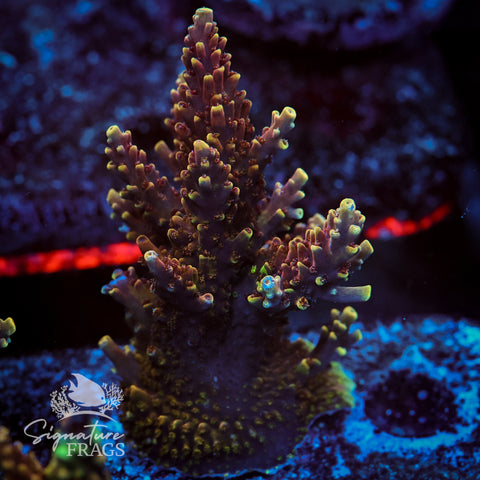 Red Caddy Acropora WYSIWYG frag 5
