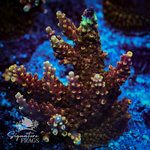 Red Caddy Acropora WYSIWYG frag 6