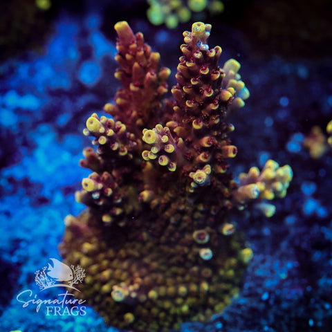 Red Caddy Acropora WYSIWYG frag 7