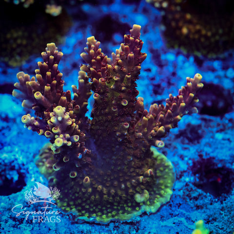 Red Caddy Acropora WYSIWYG frag 8