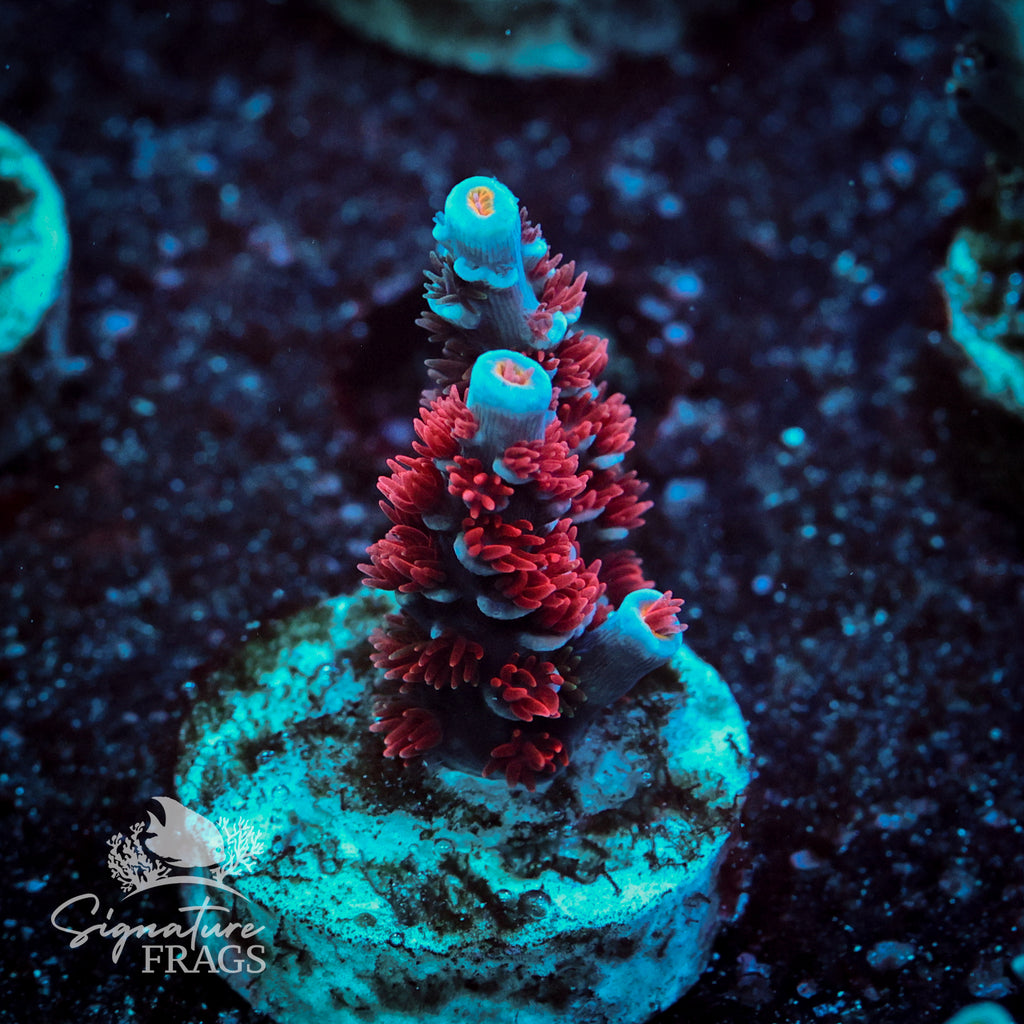 The Red Acropora WYSIWYG frag 1