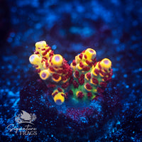 Frag 1