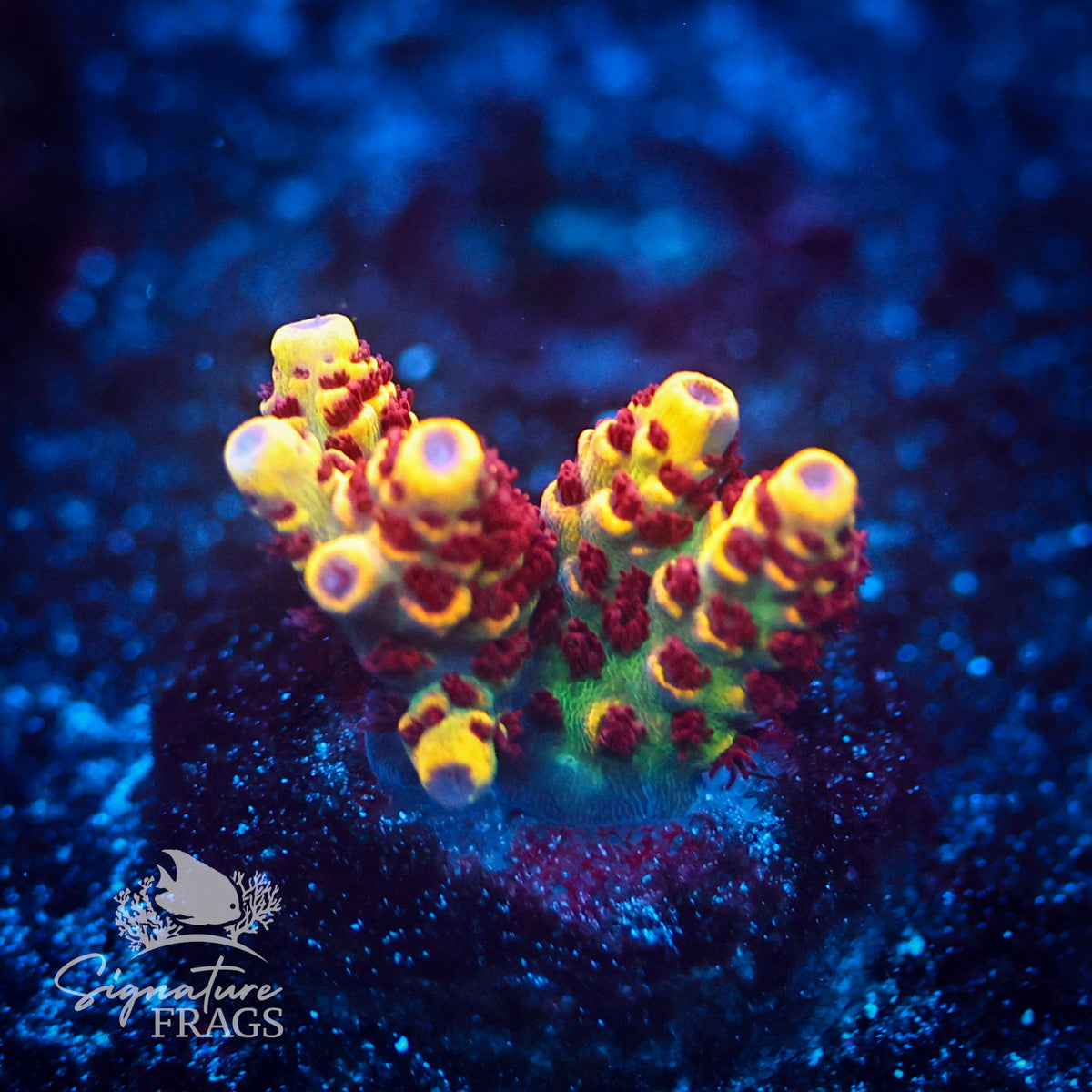 Red Polyp Clathrata
