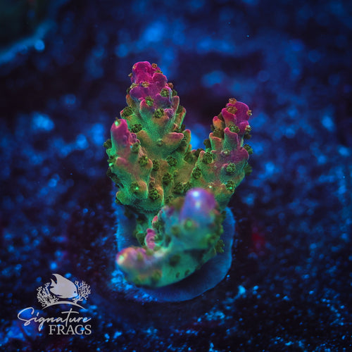 Red Rainbow Loom WYSIWYG Frag 2