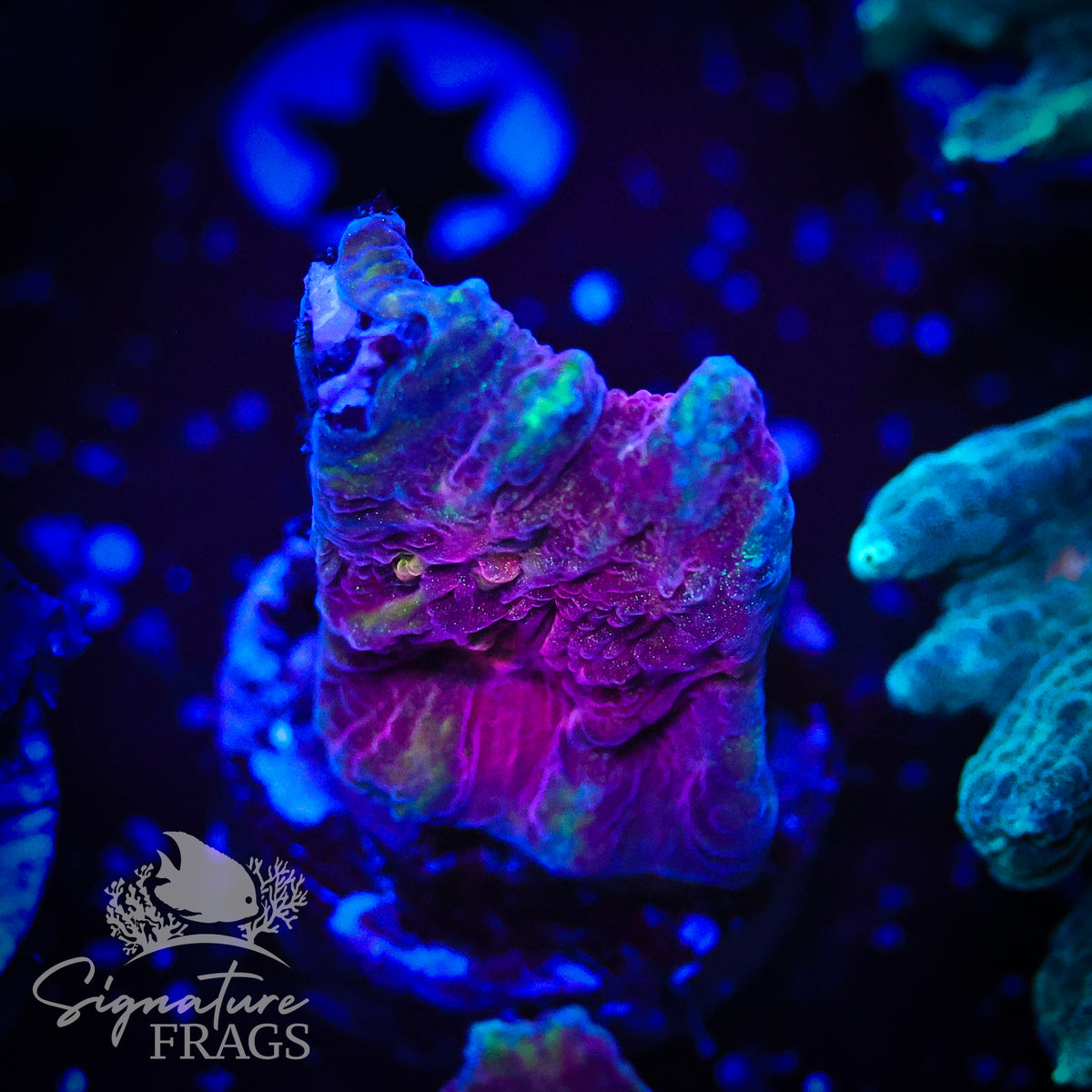Red Space Invader Pectinia