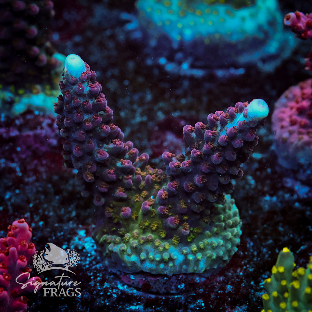 Ripley Purple Stag Acropora WYSIWYG frag 1