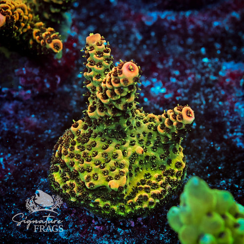 Road Rash Acropora WYSIWYG frag 2