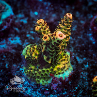 Frag 6