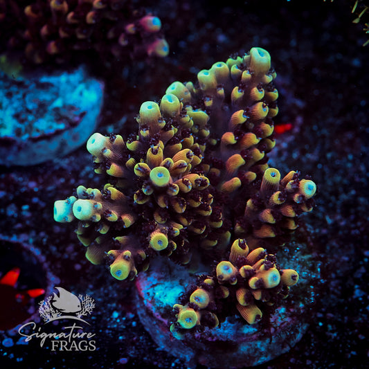 RRC Pink Cadillac Acropora WYSIWYG frag 1